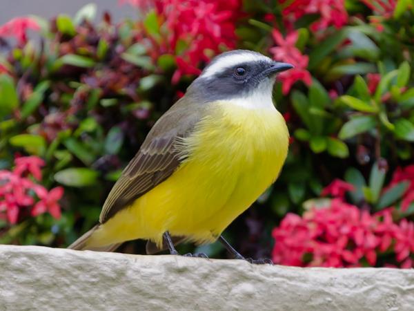 <h3><a href="/trips/costa-rica/biota/animalia/chordata/aves/040 passeriformes/011 tyrannidae/myiozetetes similis/myiozetetes similis-nl.html">Myiozetetes&nbsp;similis</a> / Social&nbsp;flycatcher / Roodkruintiran</h3>OM-1 Mark II met OLYMPUS M.150-400mm F4.5, 1/160 sec  bij F4.5, ISO 10000, afstand 9.88&nbsp;m